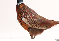 Whole Body Pheasant Animal photo references